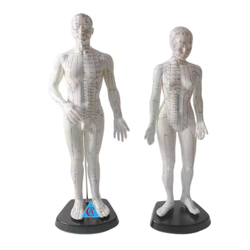 Acupuncture Model Human Body Acupuncture Model Male and Female with Clear English Labels Acupressure Model