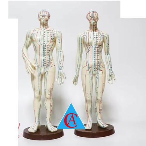 Acupuncture Model Human Body Acupuncture Model Male and Female with Clear English Labels Acupressure Model